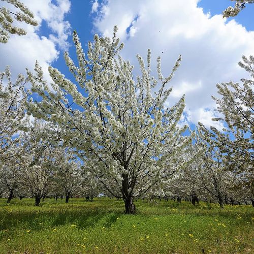 Dalbastı Cherry