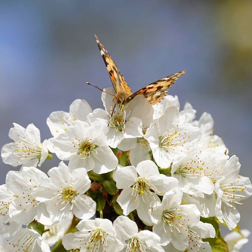 Dalbastı Cherry