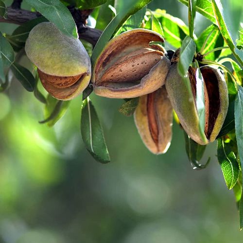 شجرة اللوز