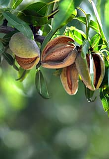 Almond Tree