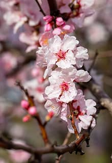 Almond Tree