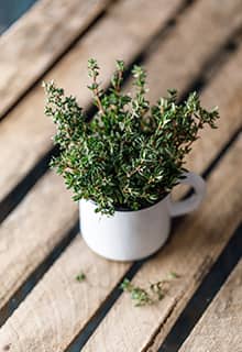 Thyme