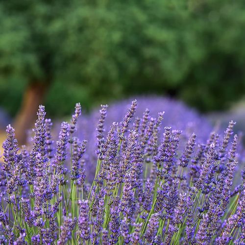 Delice Lavender Valley