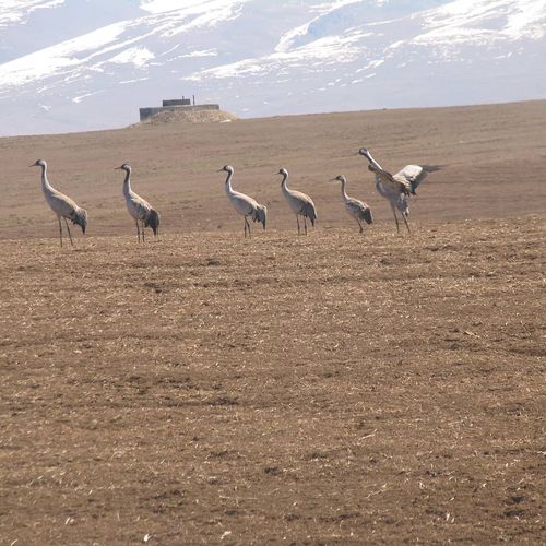 Demoiselle Crane