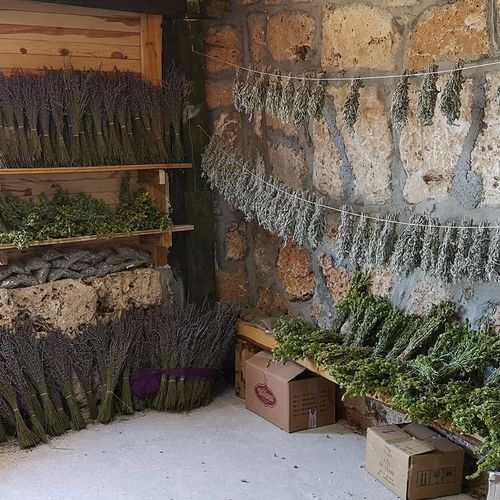 Thyme and Sage in Pamukkale Gözler District