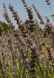 Produits de lavande, de thym et de sauge à Pamukkale