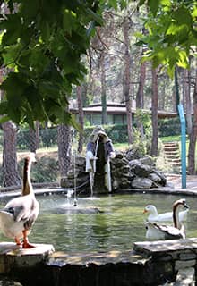Parfum de pin au parc de Çamlık