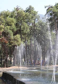 Parfum de pin au parc de Çamlık