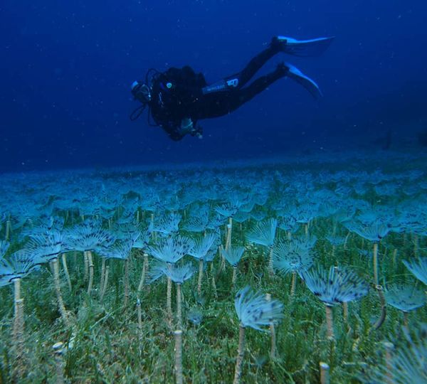 Diving SEO