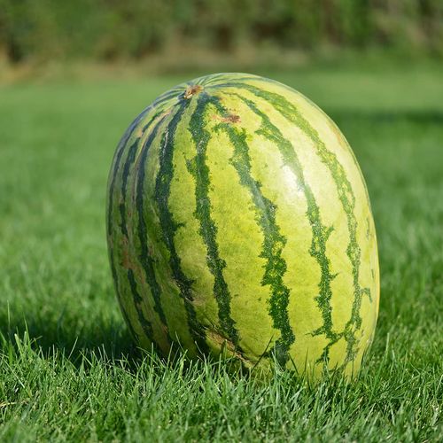 Diyarbakır-Melone