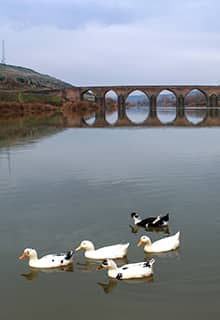 Ongözlü Köprü （十拱桥）