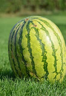 Diyarbakır-Melone