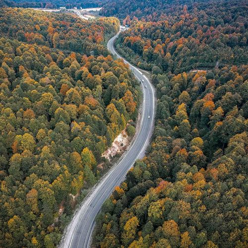 Domaniç Forest