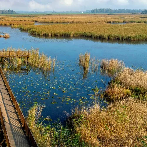 Efteni Lake