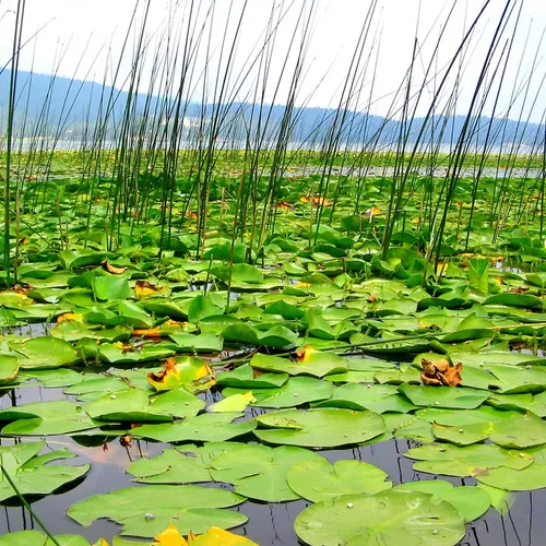 Lac Efteni