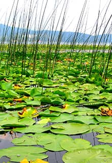 El lago Efteni