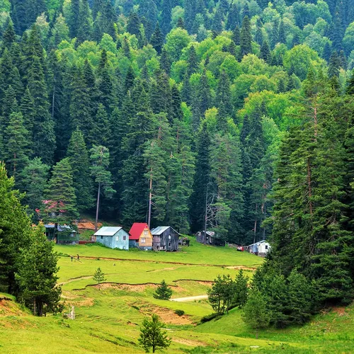 Die Balılı Alm