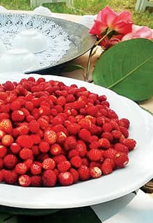 Wild-Erdbeeren
