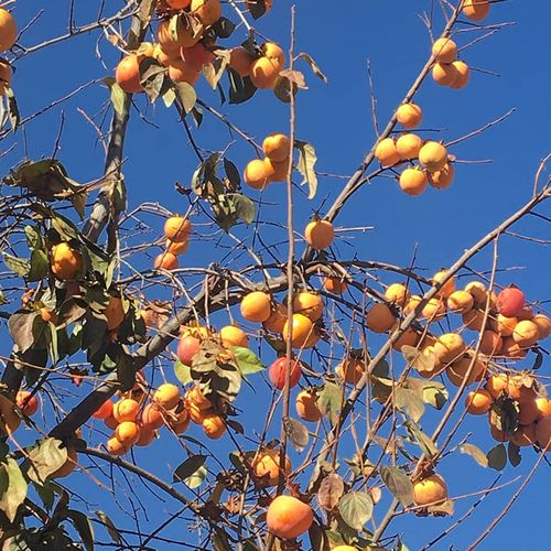 Malatya（马拉蒂亚）的杏树