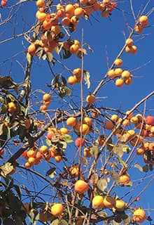 Apricot Tree Malatya