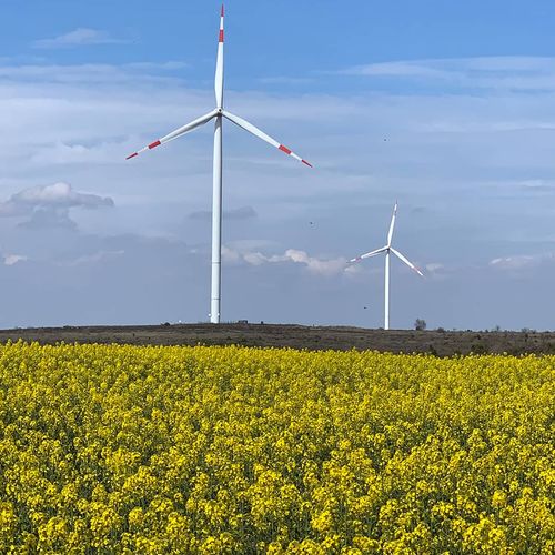 Canola Field
