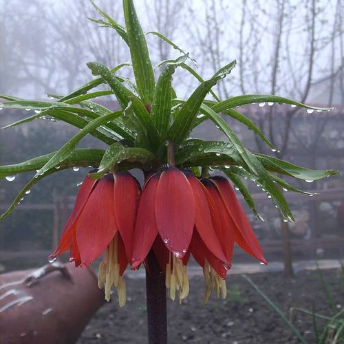 Reverse Tulip