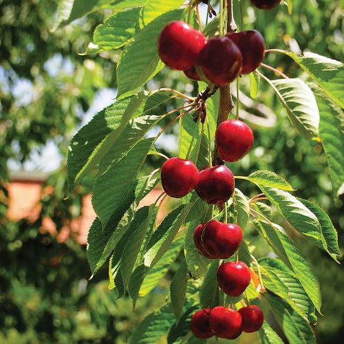 Eldivan Cherry