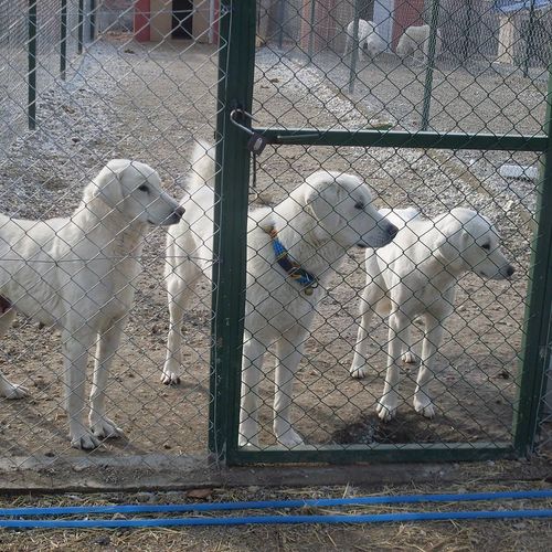 Akbaş Shepherd Dog