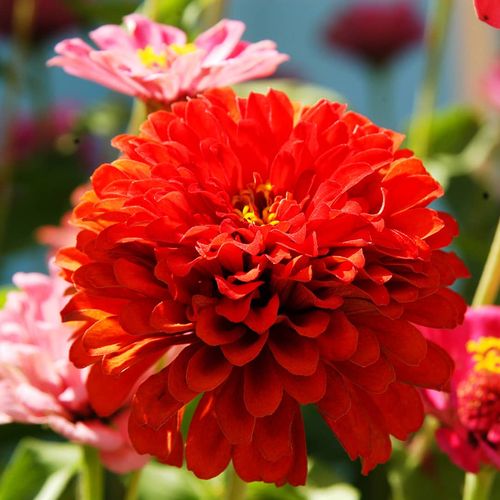 Flowers of Eskişehir