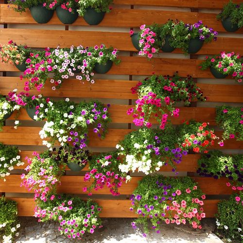 Flowers of Eskişehir