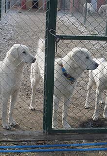 Akbaş Shepherd Dog