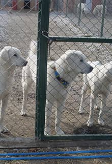 Akbaş Shepherd Dogs