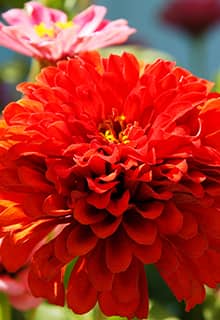 Flowers of Eskişehir