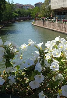 Flowers of Eskişehir