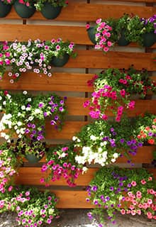 Flowers of Eskişehir