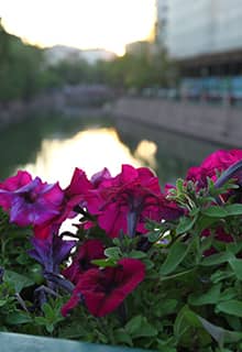 Flowers of Eskişehir