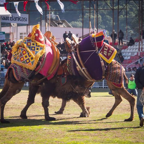 Lucha tradicional de camellos de Kumluca