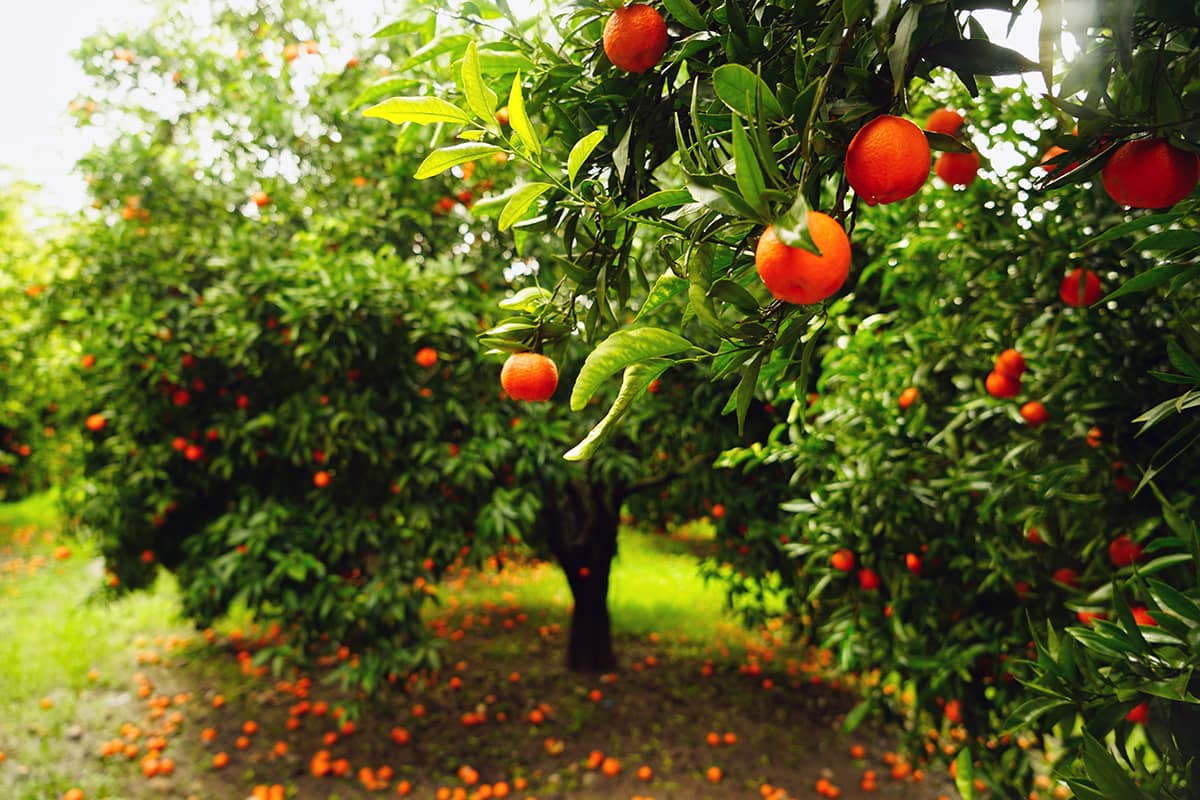 Blog Image - Off The Beaten Path: Muğla’s Splendid Town of Köyceğiz