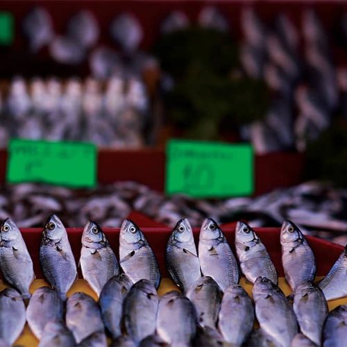 Fish Dishes