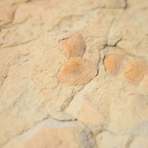 Fossilized Clams