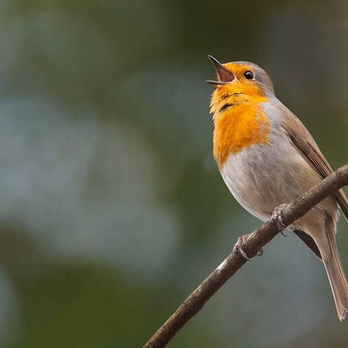 Birds Chirping