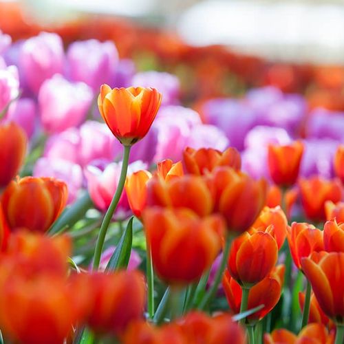 Blossoming Tulips