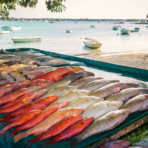 Fresh Fish Local Fishermen