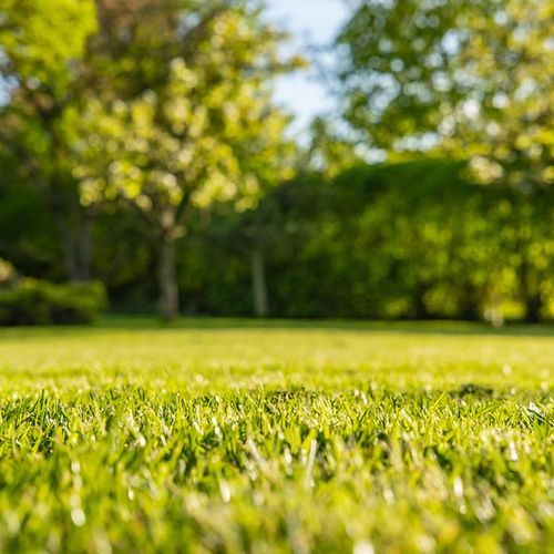 Freshly Cut Grass