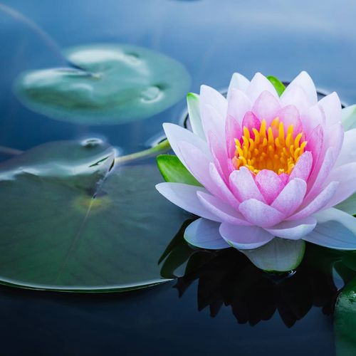 Lotus