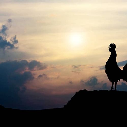 Roosters Crowing