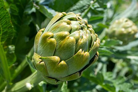 Meta Image - Artichokes in Turkish Food Culture