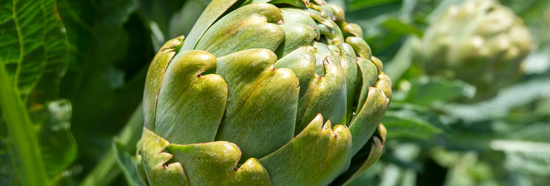 Hero Image - Artichokes in Turkish Food Culture