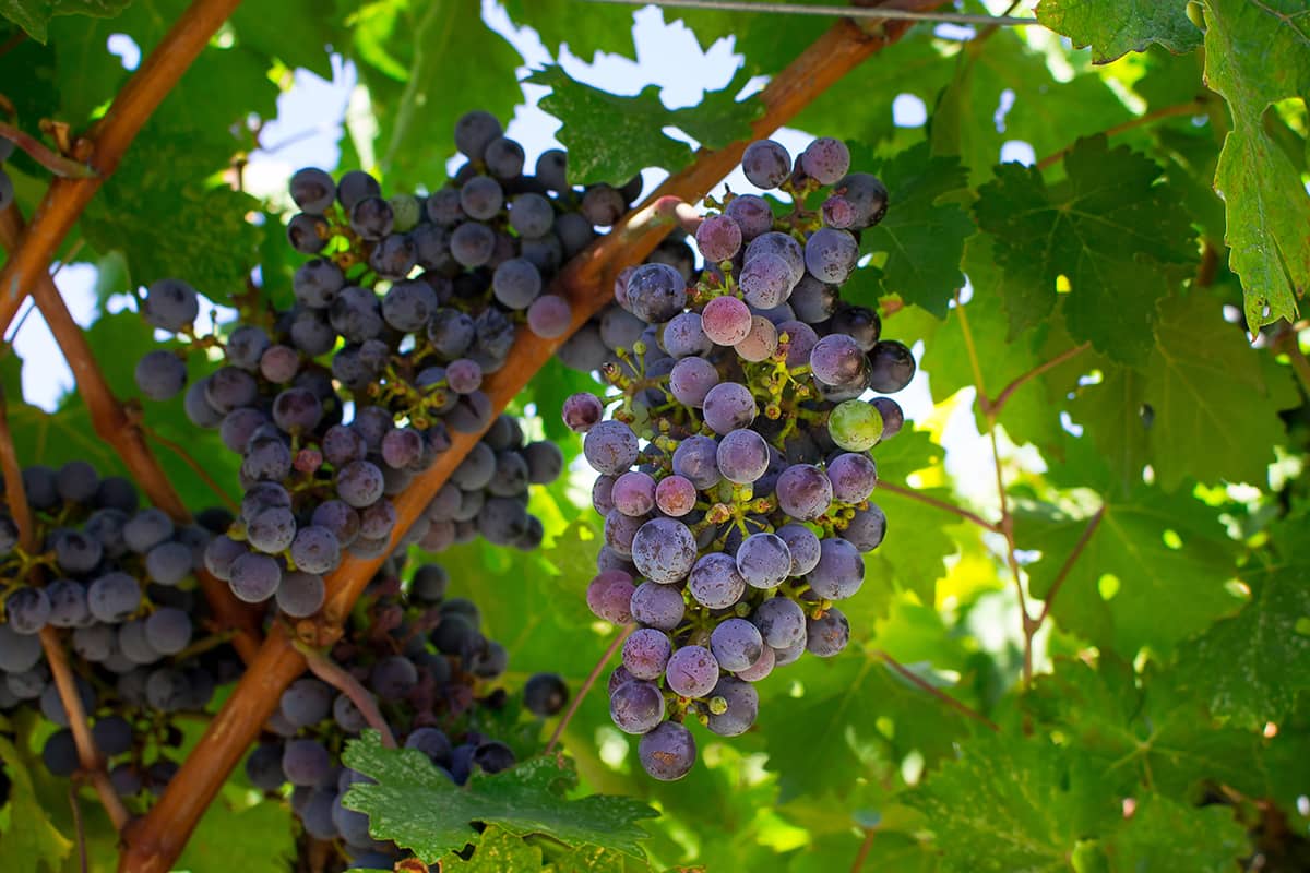 Blog Image - Rediscovering Türkiye's Aegean Vineyard Routes