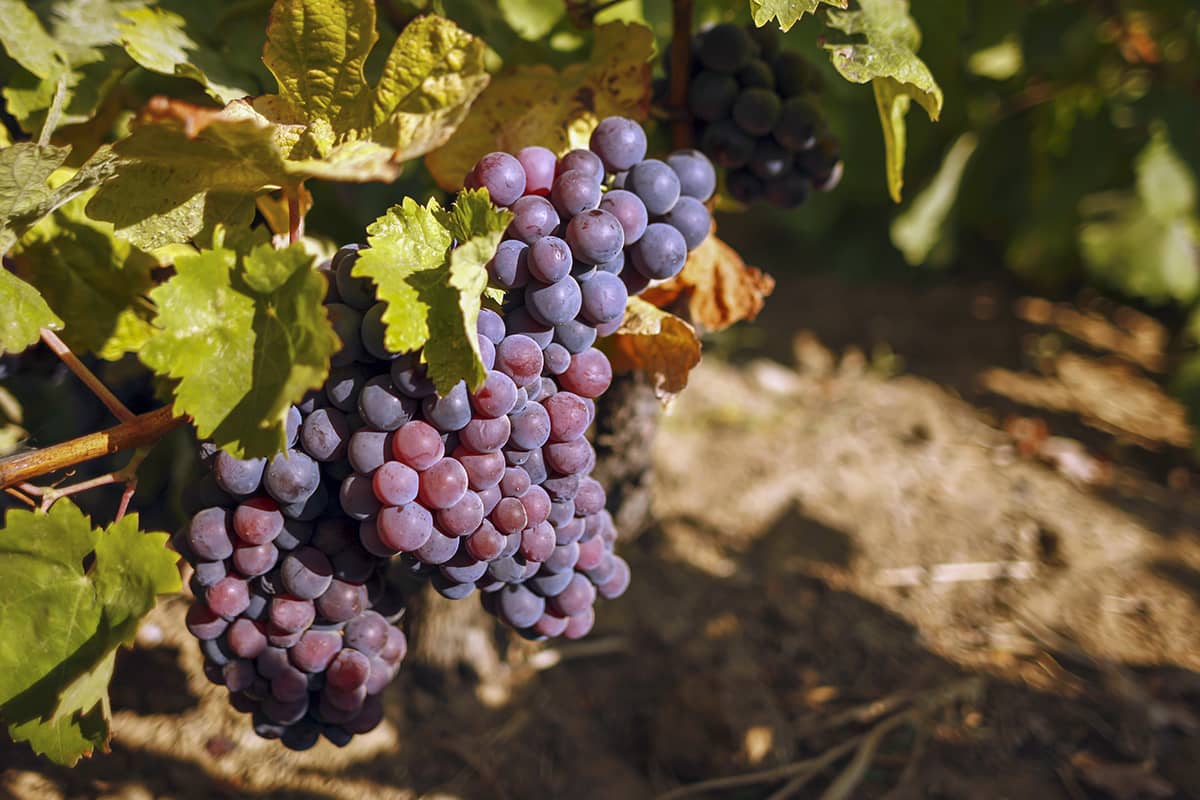Blog Image - Rediscovering Türkiye's Aegean Vineyard Routes